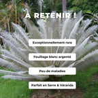 Cycas blanc (Cycas siamensis)