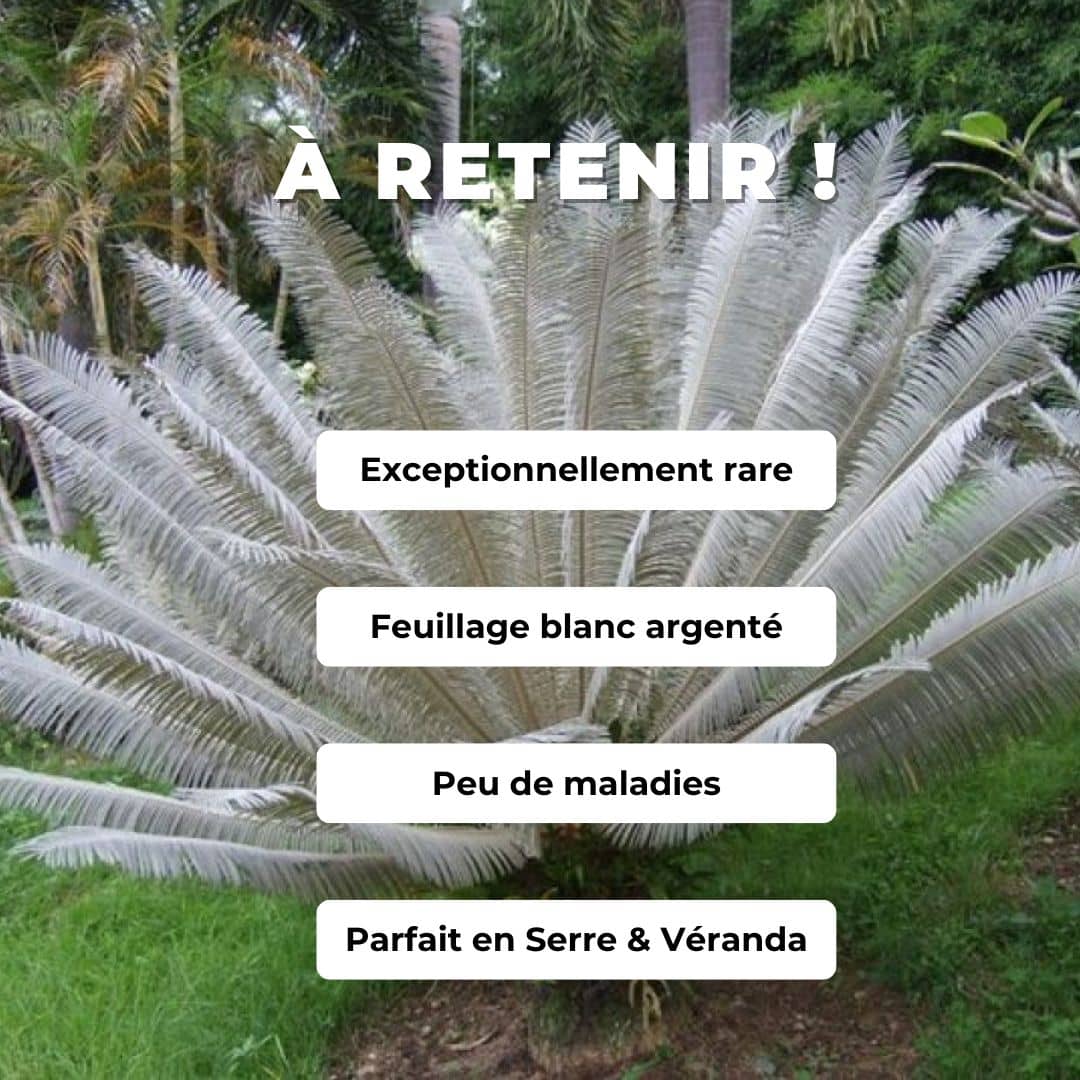 Cycas blanc — Graines
