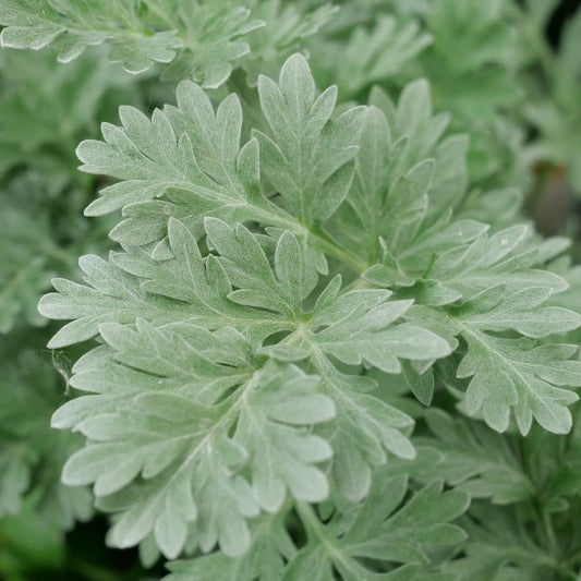 GRAINES d'Absinthe Artemisia absinthium plantes aromatiques rares monde végétal