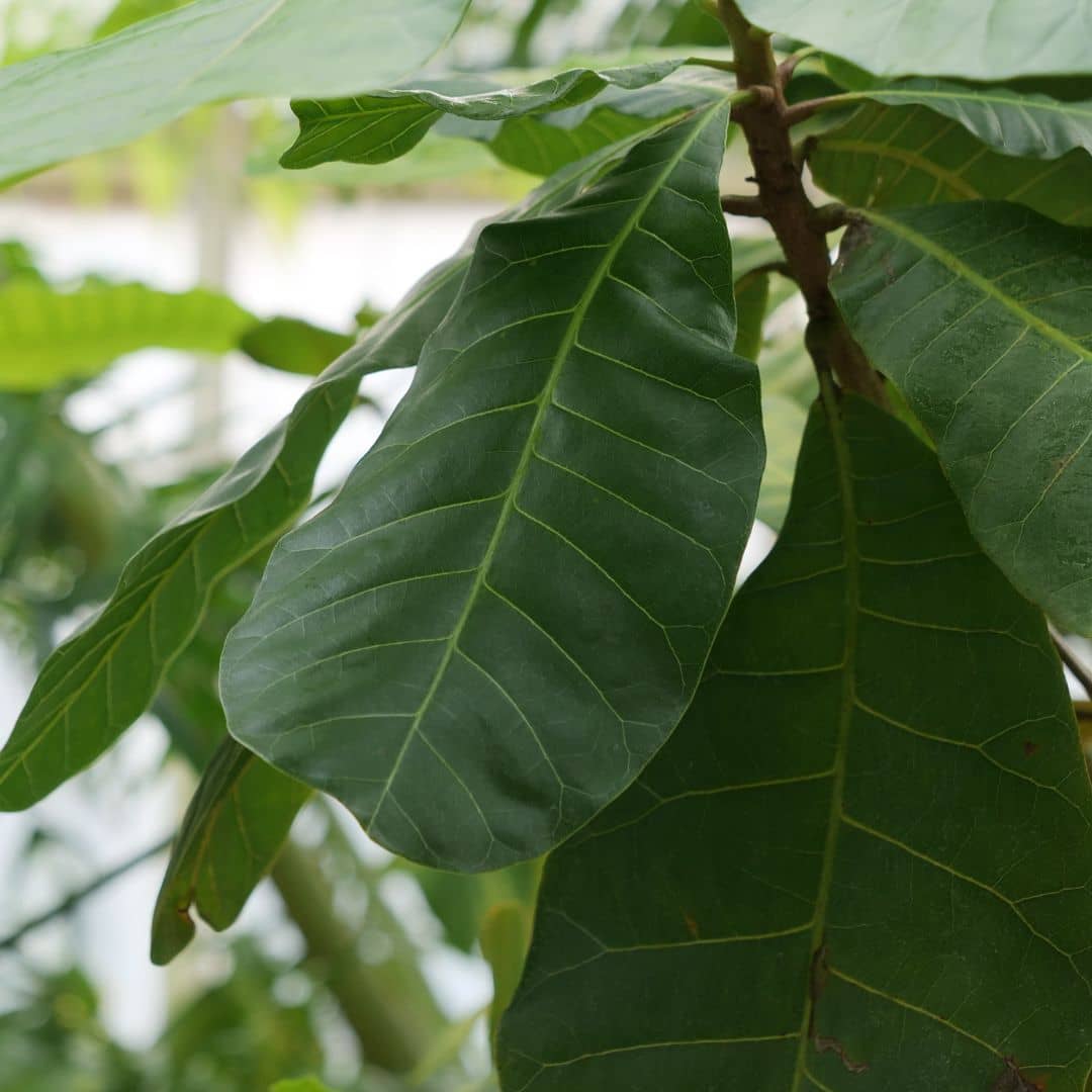 GRAINES d'Anacardier  Noix de Cajou Anacardium occidentale à cultiver en pot