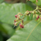 GRAINES d'Anacardier  Noix de Cajou Anacardium occidentale à semer et cultiver monde vegetal