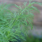 GRAINES d'Aneth Anethum graveolens plantes aromatiques