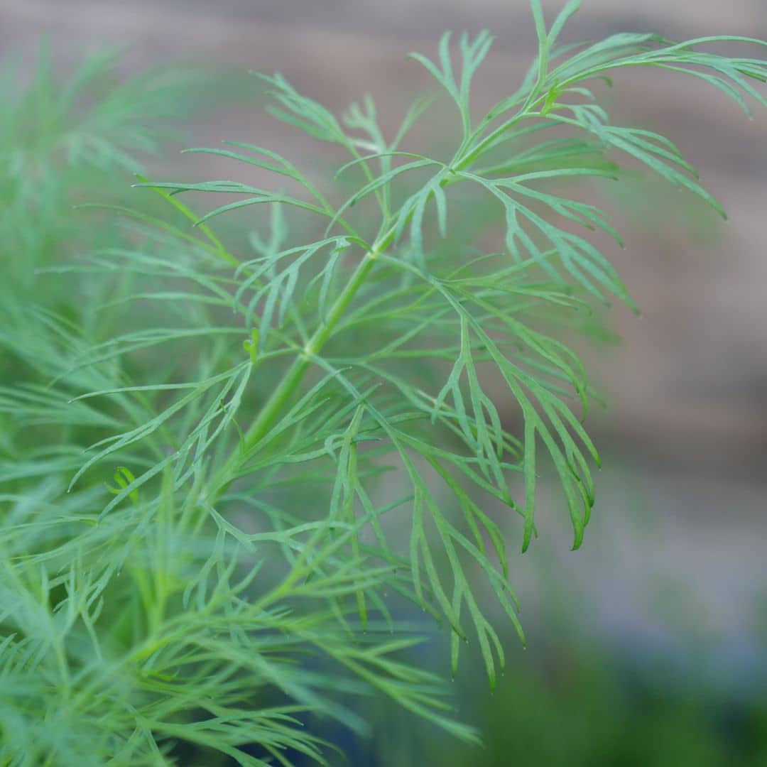 GRAINES d'Aneth Anethum graveolens plantes aromatiques