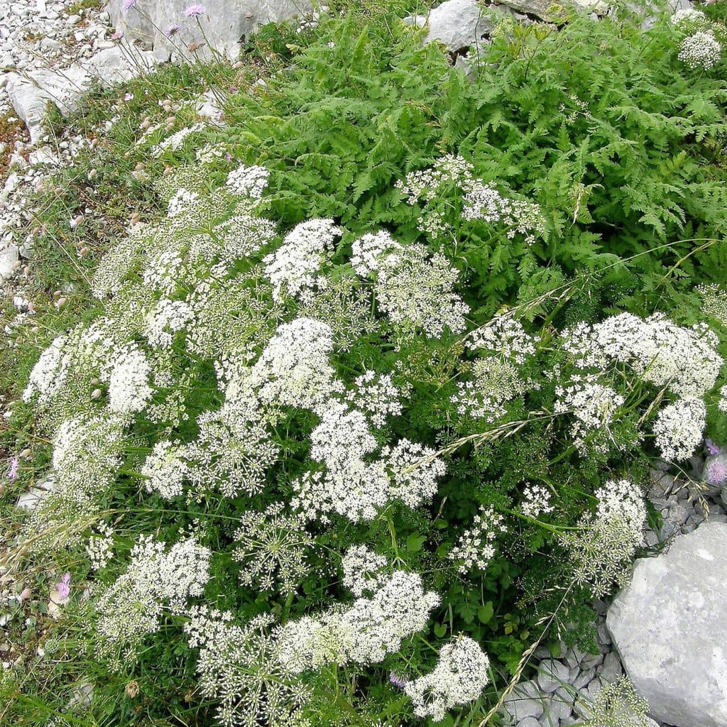GRAINES d'Anis pimpinella anisum plantes aromatiques monde vegetal