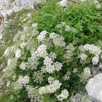 GRAINES d'Anis pimpinella anisum plantes aromatiques monde vegetal