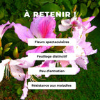 Arbre à orchidée (Bauhinia variegata)