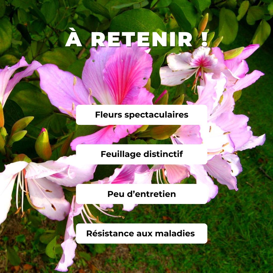 GRAINES - Arbre aux Orchidées (Bauhinia variegata)