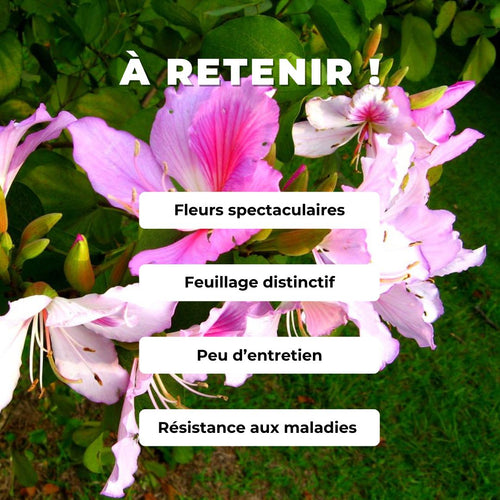 Arbre à orchidée — Graines