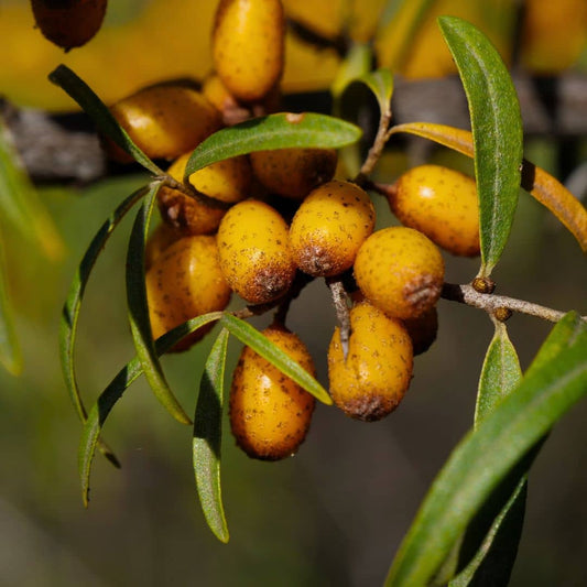 GRAINES d'Argousier Hippophae rhamnoides