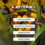 GRAINES d'Argousier Hippophae rhamnoides comment semer et cultiver