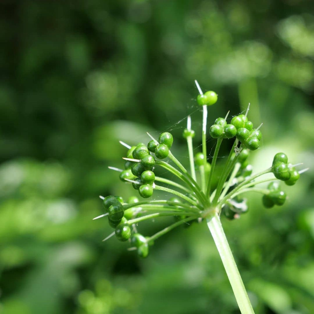 GRAINES d'ail aux ours allium ursinum monde vegetal