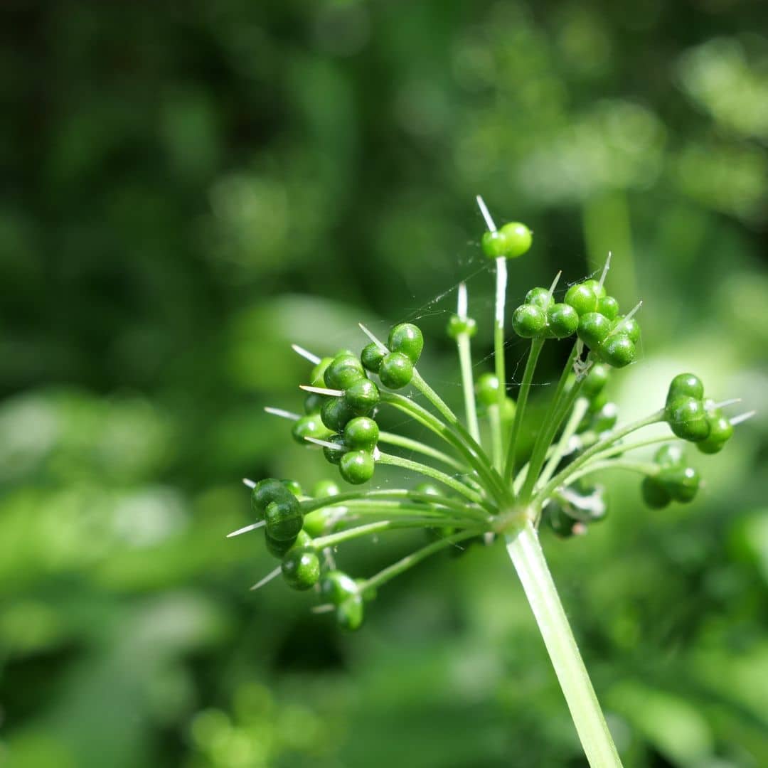 GRAINES d'ail aux ours allium ursinum monde vegetal