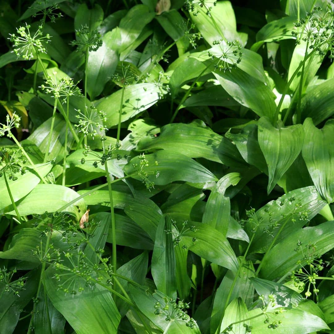 GRAINES d'ail aux ours allium ursinum monde vegetal semis et culture 
