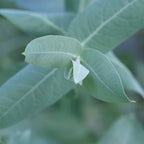 GRAINES d'eucalyptus globulus à semer et comment réussir son semis 
