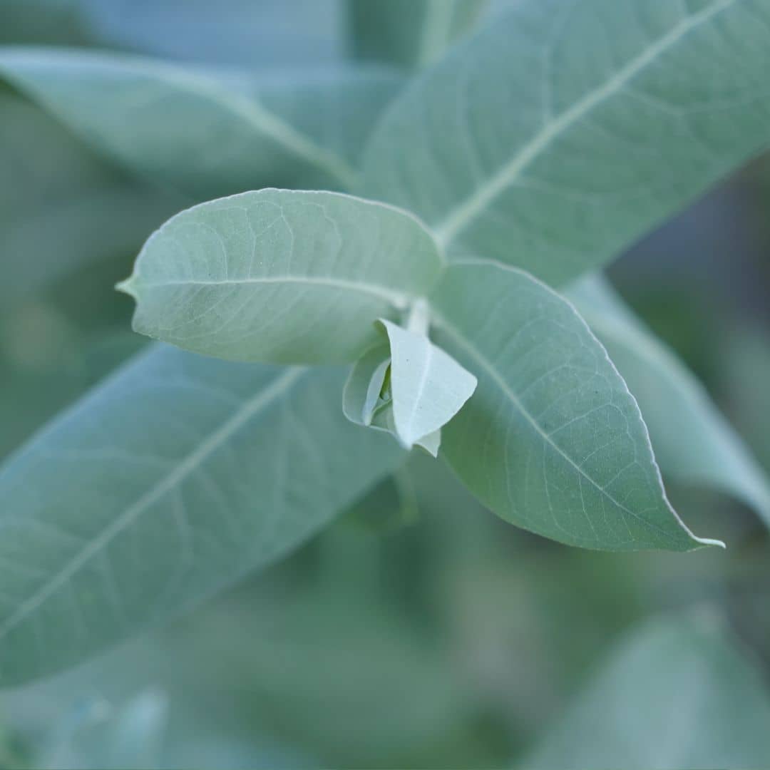 GRAINES d'eucalyptus globulus à semer et comment réussir son semis 