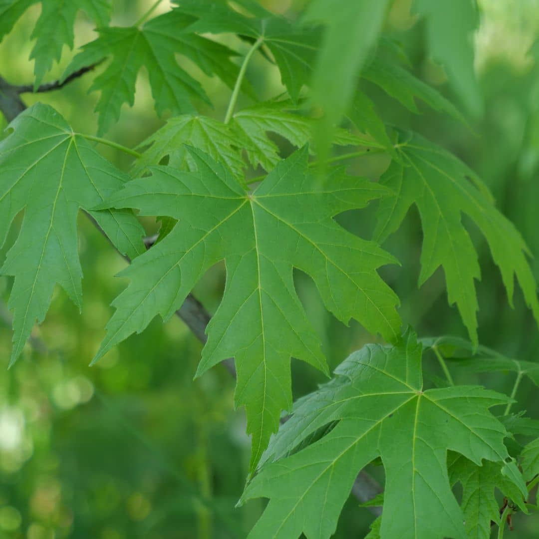 GRAINES d'érable argenté Acer saccharinum arbre à cultiver avec monde vegetal