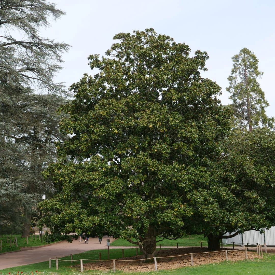 GRAINES d'un des plus beaux arbres à feuilles persistantes