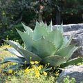 GRAINES - Agave à feuilles ovales Agave ovatifolia agave baleine variétés rares d'agaves monde vegetal
