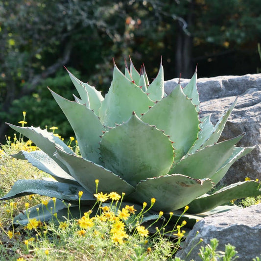 GRAINES - Agave à feuilles ovales Agave ovatifolia agave baleine variétés rares d'agaves monde vegetal
