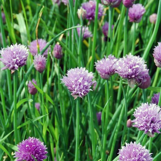 GRAINES de Ciboulette à larges feuilles (Allium schoenoprasum) Broad Leaved Ciboulette à larges feuilles