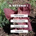 GRAINES de Atriplex hortensis Red Plumes Arroche des jardins rouge comment semer et cultiver