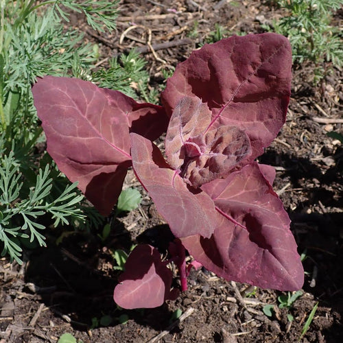 GRAINES de Atriplex hortensis Red Plumes Arroche des jardins rouge monde vegetal