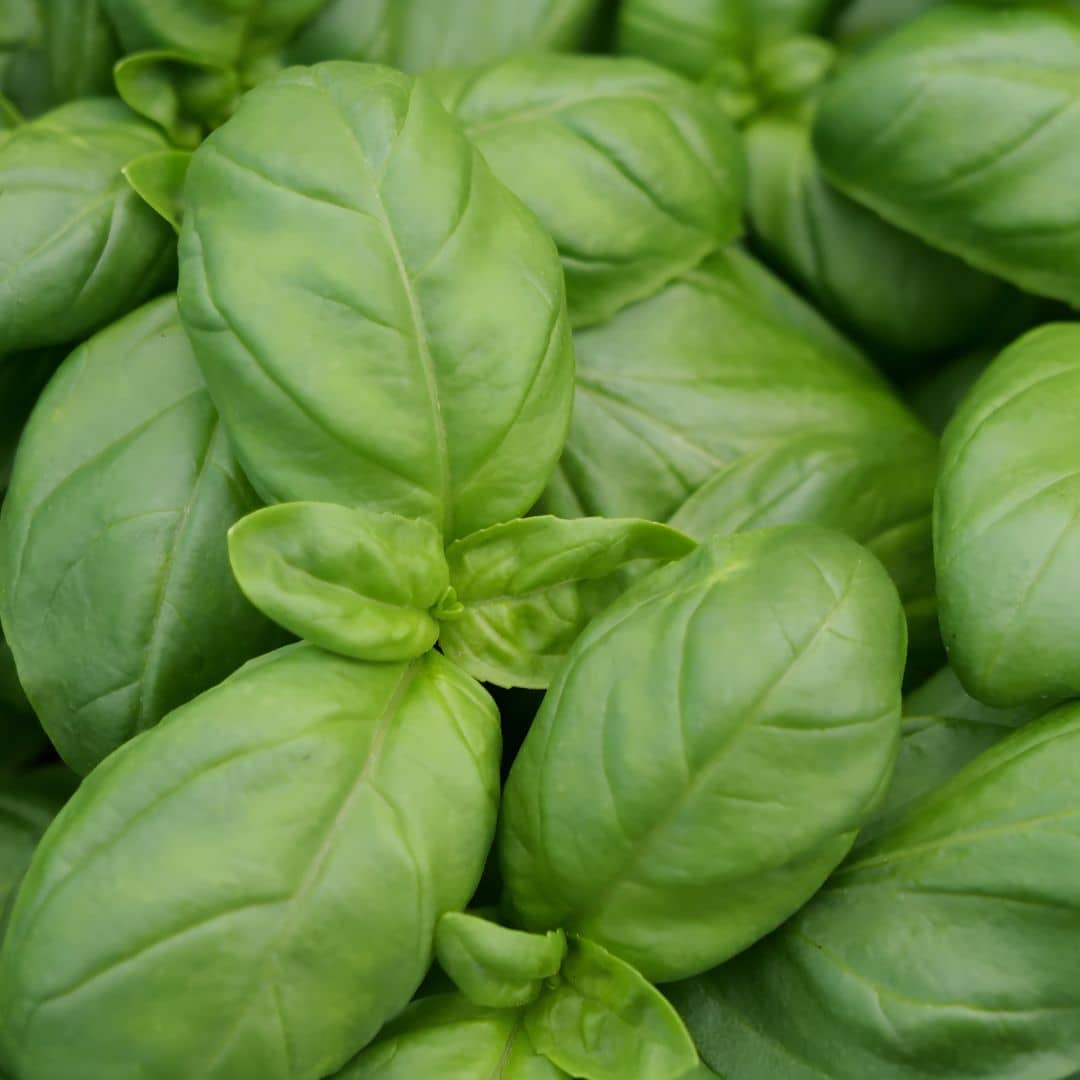 GRAINES de BASILIC GENOVESE Ocimum basilicum