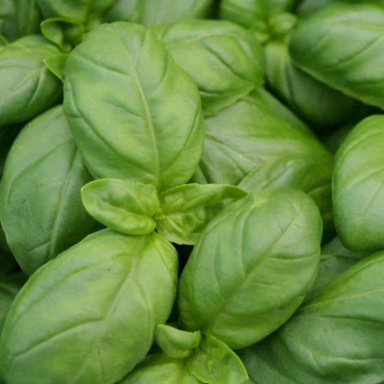 GRAINES de BASILIC GENOVESE Ocimum basilicum