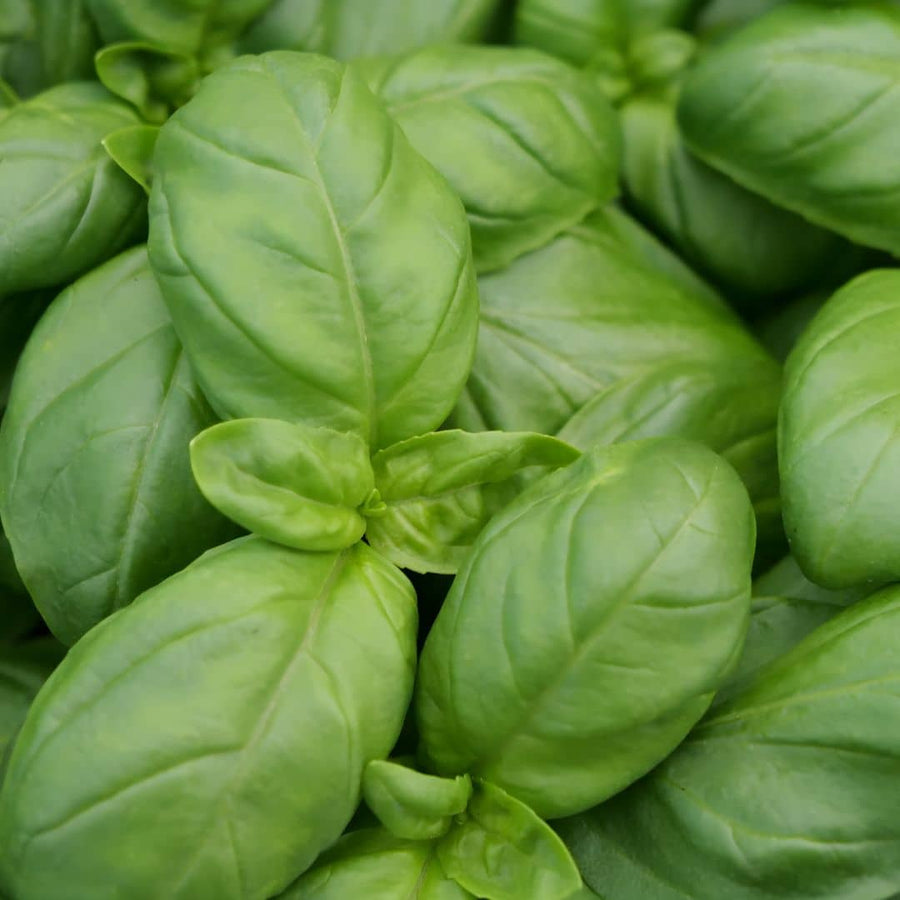 GRAINES - BASILIC ‘GENOVESE’ (Ocimum basilicum)