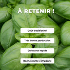 Basilic Genovese
