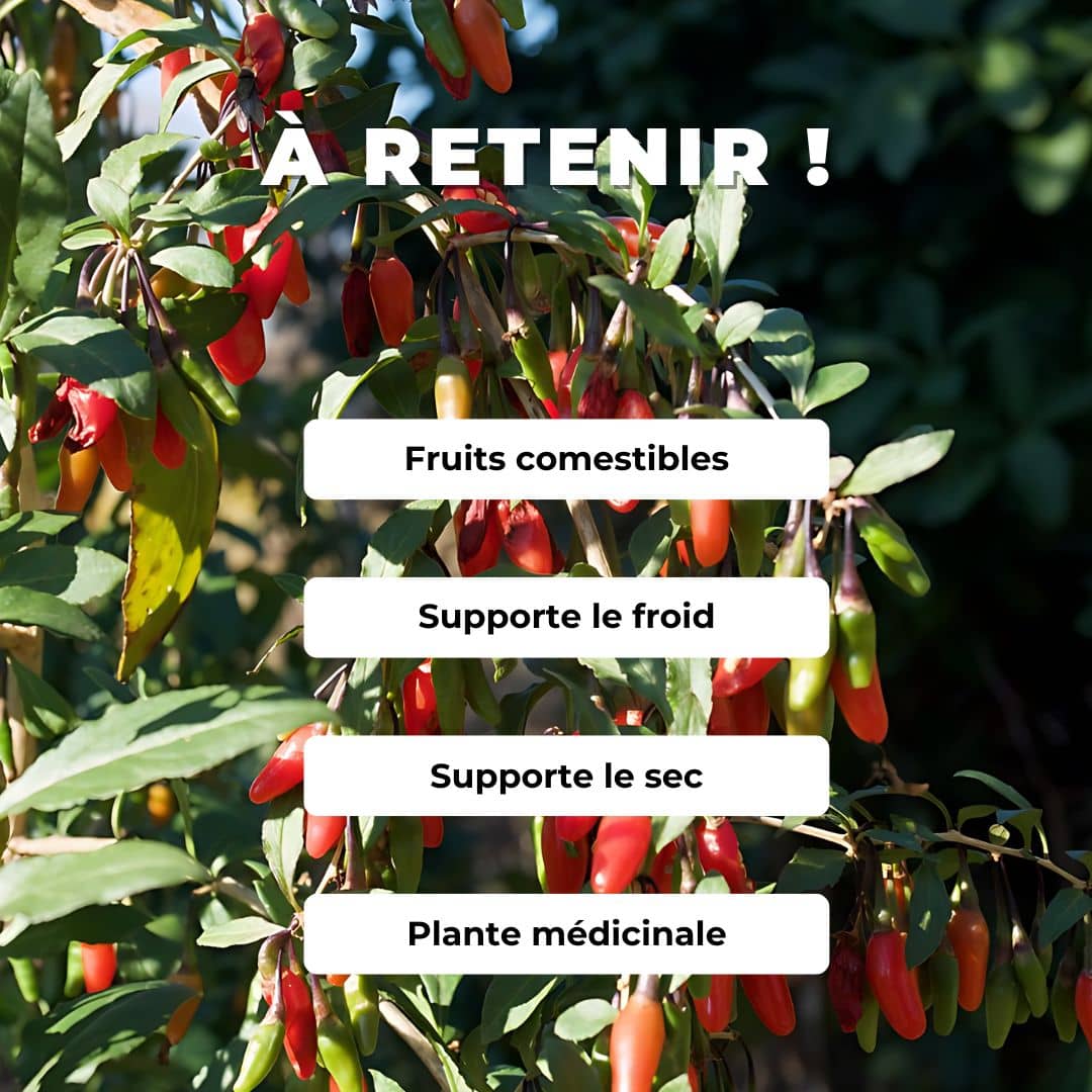 GRAINES de Baie de Goji Lycium barbarum plantes potagères petits fruits monde végétal comment semer et cultiver la baie de Goji