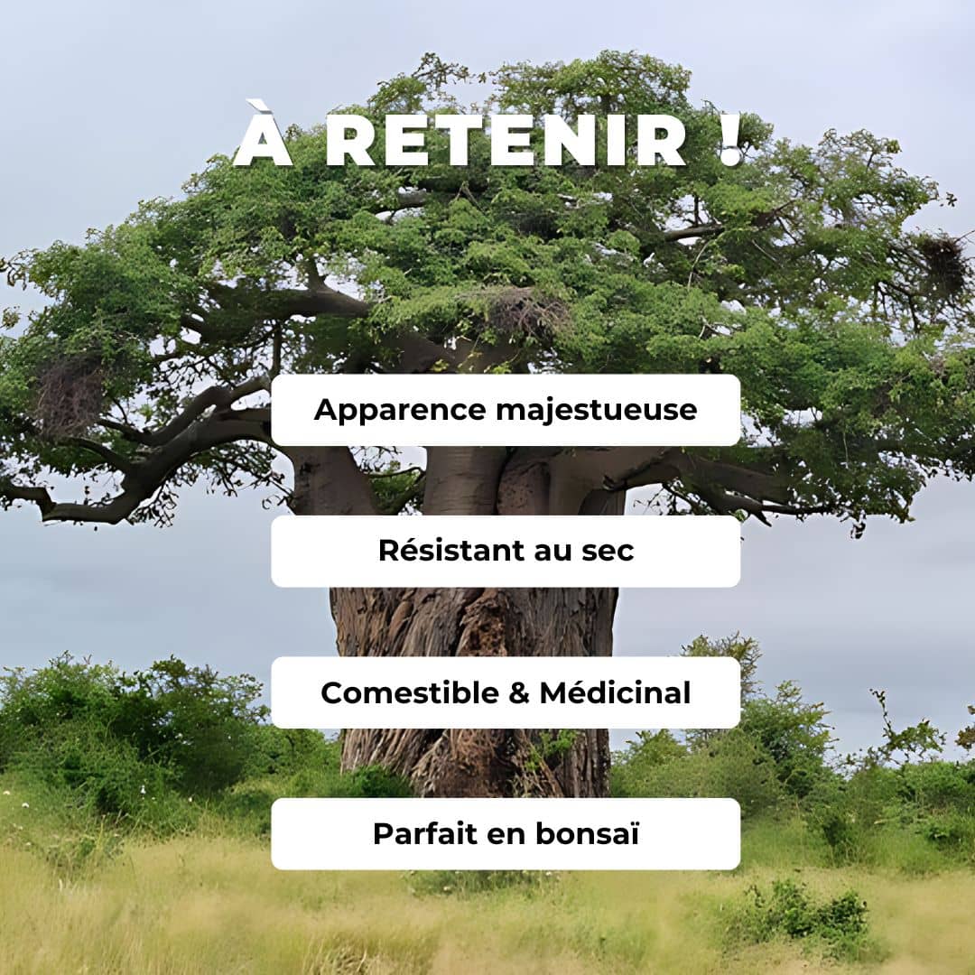 GRAINES de Baobab Africain Adansonia digitata monde végétal plantes africaines rares comment faire germer des graines de Baobab