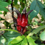 GRAINES de Bissap Oseille de Guinée Hibiscus sabdariffa avec tous les conseils de culture de monde vegetal