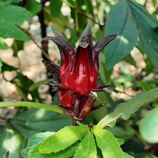 GRAINES de Bissap Oseille de Guinée Hibiscus sabdariffa avec tous les conseils de culture de monde vegetal