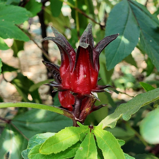 GRAINES de Bissap Oseille de Guinée Hibiscus sabdariffa avec tous les conseils de culture de monde vegetal