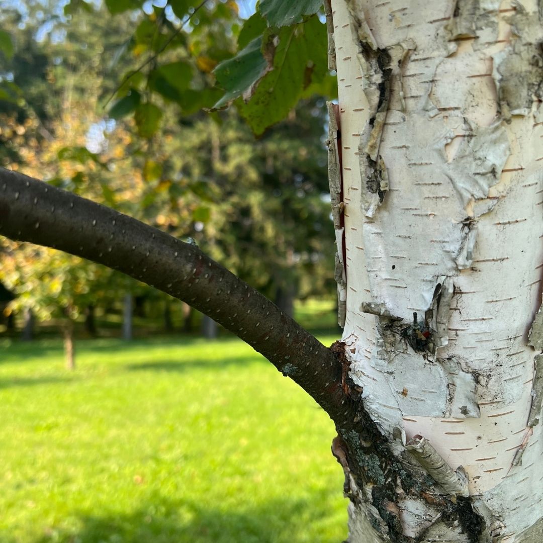 GRAINES de Bouleau à Papier Betula papyrifera semer et cultiver avec monde vegetal