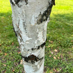 GRAINES de Bouleau à Papier Betula papyrifera semer et cultiver avec monde vegetal comment planter et cultiver
