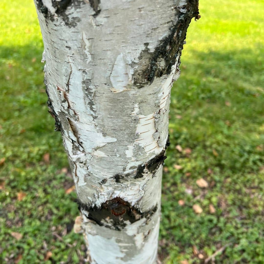 GRAINES de Bouleau à Papier Betula papyrifera semer et cultiver avec monde vegetal comment planter et cultiver