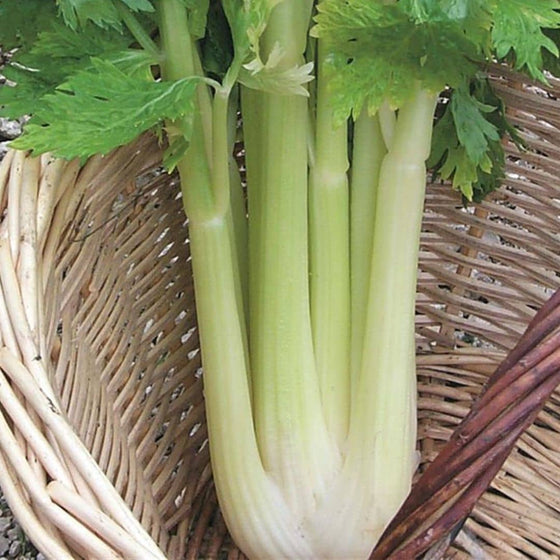 GRAINES de Celeri Golden Self Blanching 2_Apium graveolens comment le cultiver avec monde vegetal
