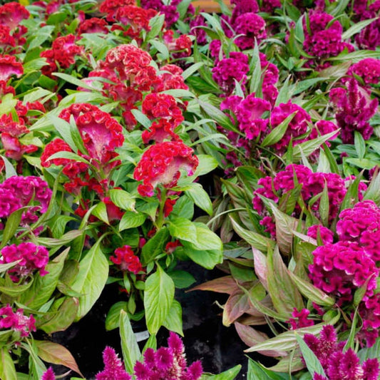GRAINES de Celosie Crête de Coq Celosia argentea var cristata nana monde végétal