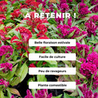 GRAINES de Celosie Crête de Coq Celosia argentea var cristata nana monde végétal comment la cultiver
