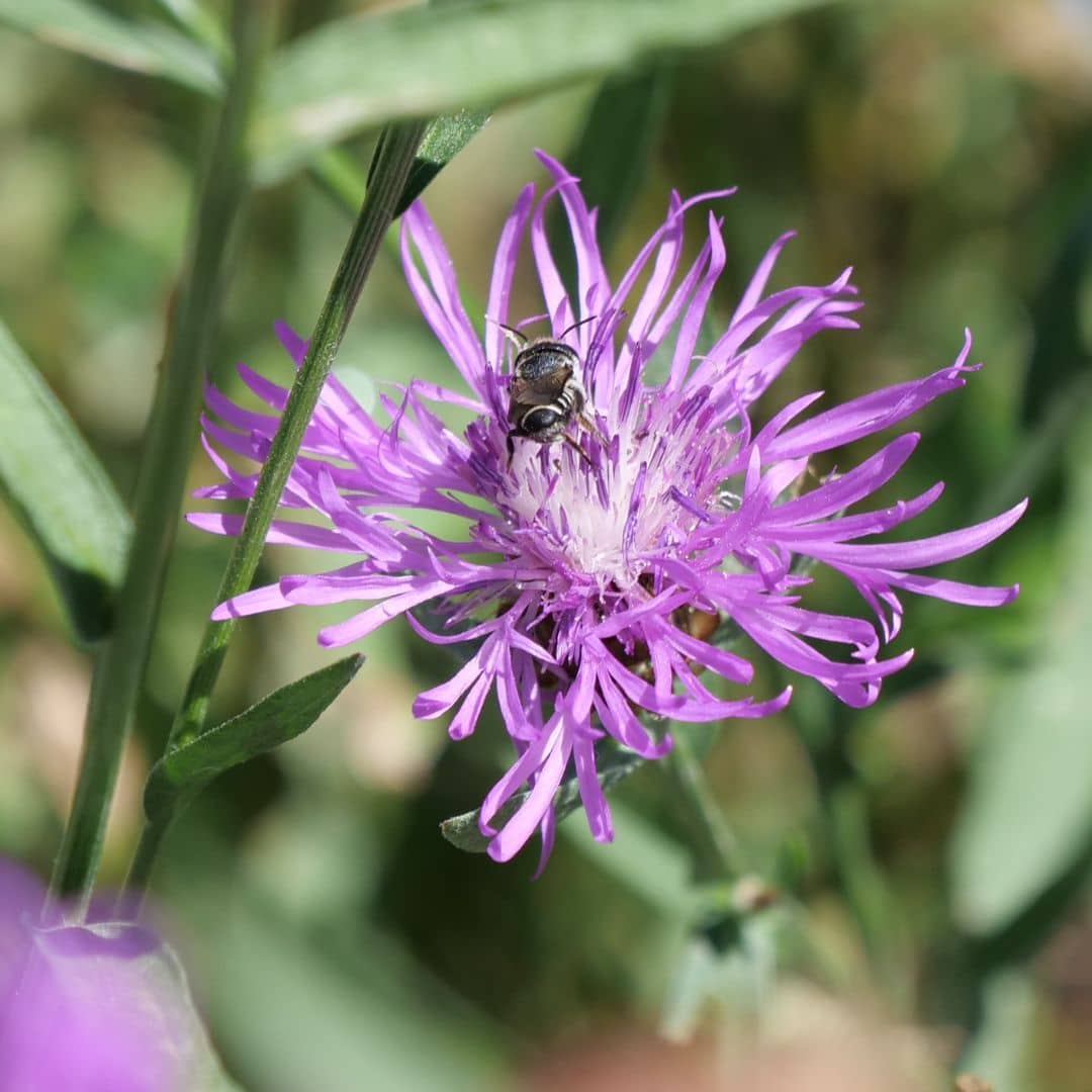 GRAINES de Centaurée Jacée Centaurea jacea plante sauvage pour aider la biodiversité