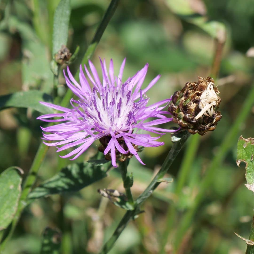 GRAINES de Centauree Jacee Centaurea jacea plante sauvage pour aider la biodiversite plante resistante au froid