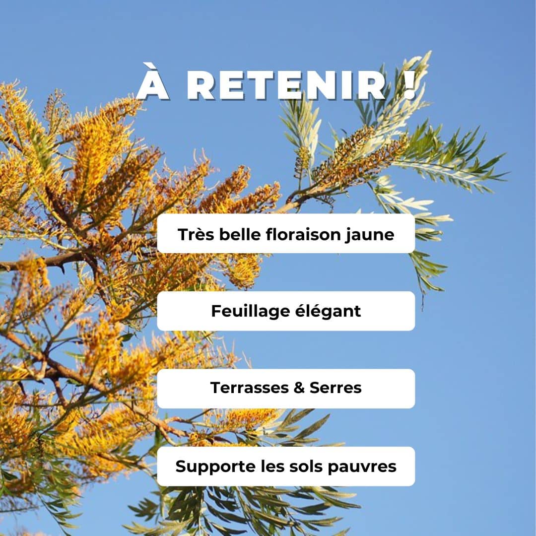 GRAINES de Chêne Soyeux d'Australie Grevillea robusta arbre australien facile à cultiver