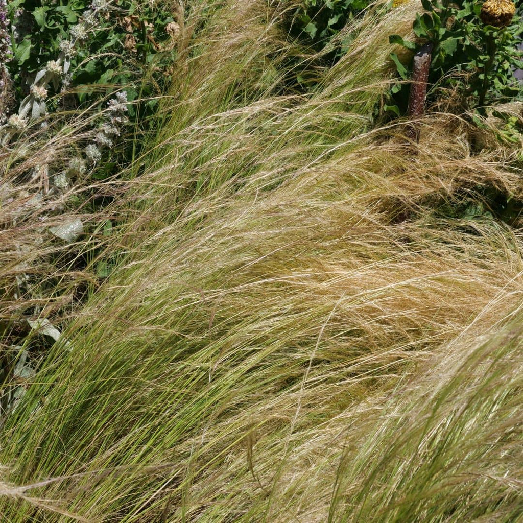GRAINES de Cheveux d'Ange Stipa tenuissima Nassella tenuissima graminée doree en ete qui resiste au sec