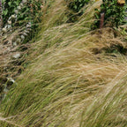 GRAINES de Cheveux d'Ange Stipa tenuissima Nassella tenuissima graminée doree en ete qui resiste au sec