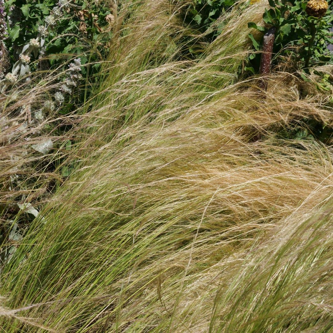 GRAINES de Cheveux d'Ange Stipa tenuissima Nassella tenuissima graminée doree en ete qui resiste au sec