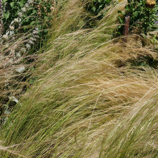 GRAINES de Cheveux d'Ange Stipa tenuissima Nassella tenuissima graminée doree en ete qui resiste au sec