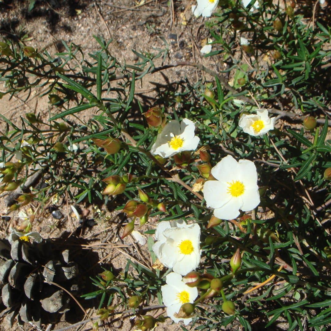 GRAINES de Ciste du Liban  Cistus libanotis plantes qui résiste au sec