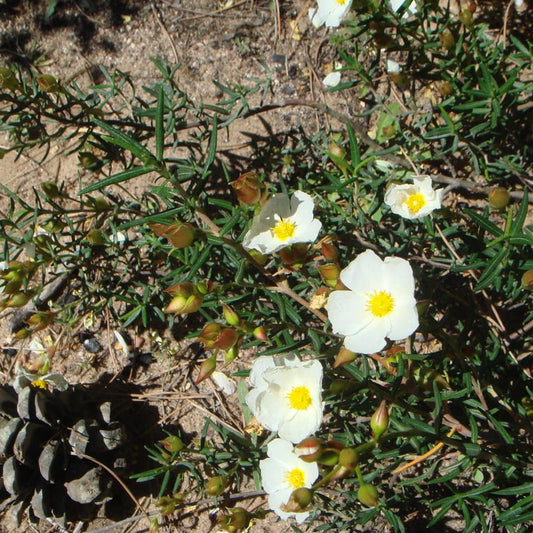 GRAINES de Ciste du Liban  Cistus libanotis plantes qui résiste au sec